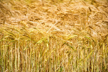 Closeup of ears of golden wheat