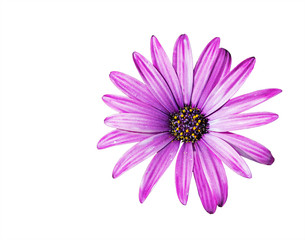purple daisy on white