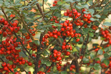 Obraz premium barberry bush colorful leaves and red berry fruit of autumn