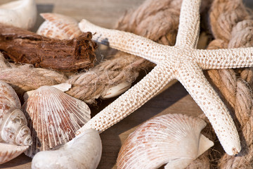 Seashells and Starfish with Rope