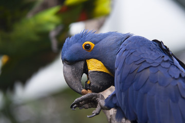Blue parrot eating a peanut