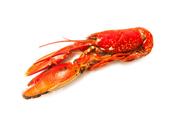 Cooked European lobster isolated on a white studio background.