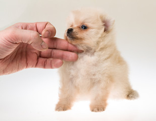 Pomeranian spitz puppy