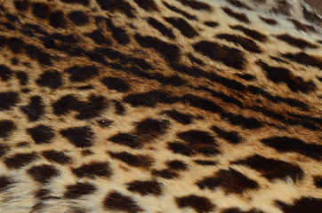 Close up pattern of Leopard Skin