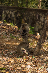 Wild monkey