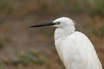 Seidenreiher,  Little egret, Egretta garzetta