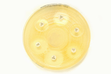 Mueller Hinton Agar, antimicrobial disk susceptibility test