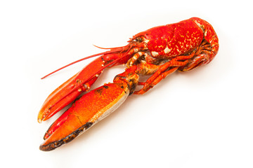 Cooked European lobster isolated on a white studio background.