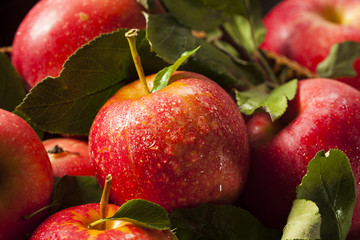 Raw Organic Red Gala Apples © Brent Hofacker