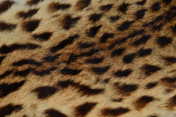 Close up pattern of Leopard Skin