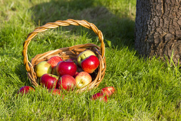 fresh apples in a basket