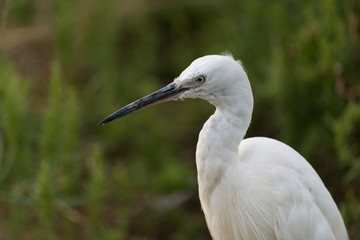 Fototapeta premium Seidenreiher, Little egret, Egretta garzetta