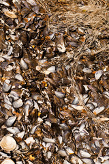 mussels shell & driftnet.