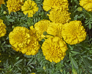 marigold flowers closeup in the garden