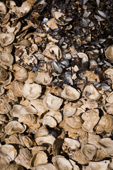 oyster & mussels shell.