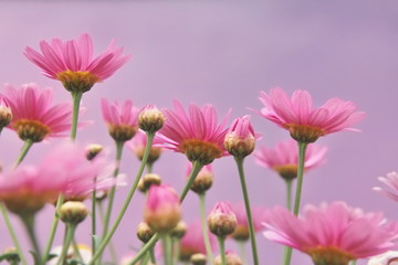 Obraz premium Pink flowers