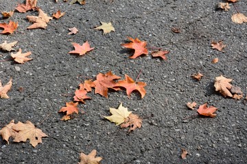 Autumn.