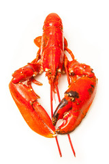 Cooked European lobster isolated on a white studio background.