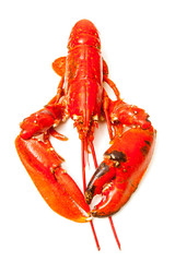 Cooked European lobster isolated on a white studio background.