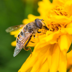 Hoverfly Feast