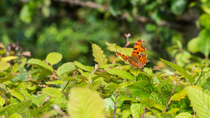 Resting Comma