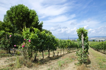 Fototapeta na wymiar Field of vines
