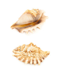 Sea shell isolated