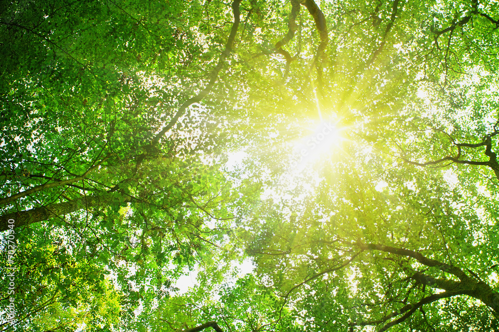 Canvas Prints sun rays in beech forest.