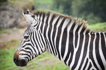 beautiful zebra