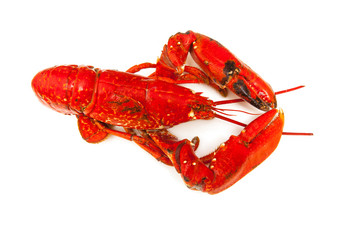 Cooked European lobster isolated on a white studio background.