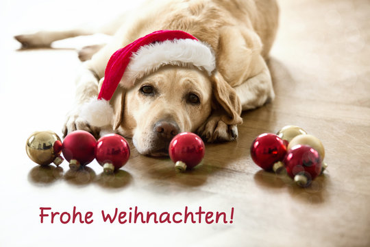 Hund Weihnachten Images – Browse 5,871 Stock Photos, Vectors, and Video |  Adobe Stock