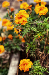 buds of bright wild flowers on background of green grass