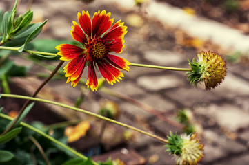 buds of bright wild flowers on background of green grass