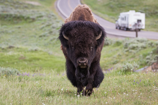 wild bison in yellowstone