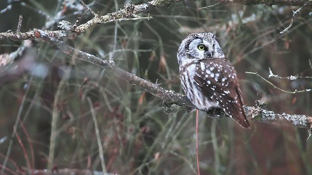 A Boreal Owl, Aegolius funereus, a rare owl of Boreal forest