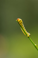 Red headed pine sawfly larvae