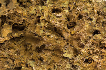 Mushroom spore background
