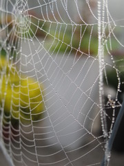 spinnennetz mit tautropfen