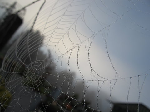 spinnennetz mit tautropfen