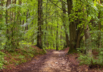 Road in the woods after the rain
