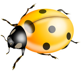Spotted Ladybug / Computer Bug - Illustration
