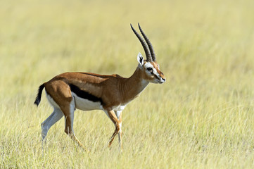 Grant's gazelle