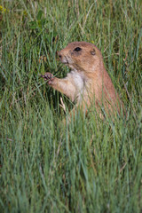 black tailed prairie dog