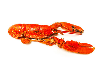 Cooked European lobster isolated on a white studio background.