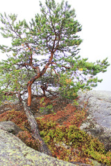 Pine trees grow on rocky hills-