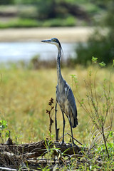 Fototapeta premium Heron