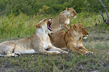 Lion