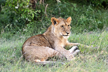 Lion