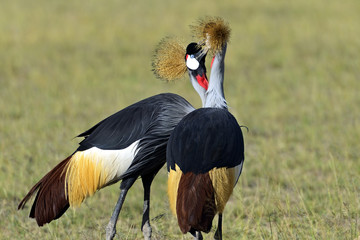 Fototapeta premium Crowned Crane