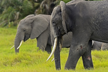 Obraz premium Elephant